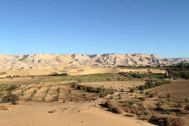 エジプトのサハラ砂漠のシワ ・ オアシス - 写真・画像