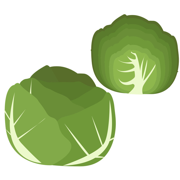 Ilustración de col verde fresca
 - Vector, Imagen