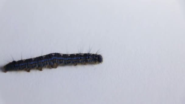 Cankerworm kävely koko valkoinen tausta
 - Materiaali, video
