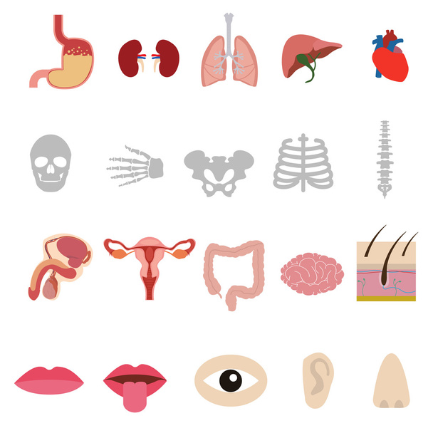 Ensemble d'icônes corps anatomie humaine
 - Vecteur, image
