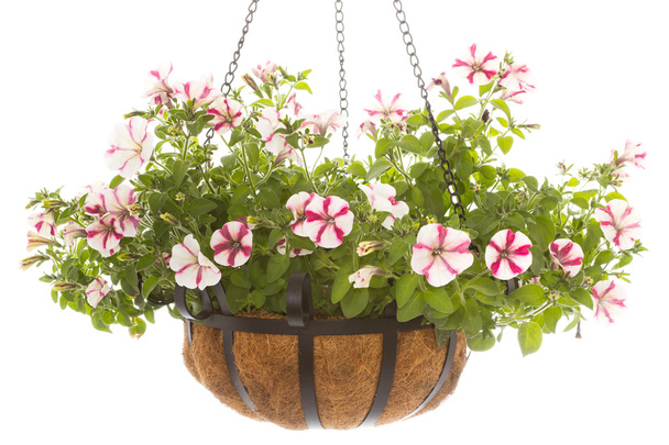 Petunia in basket - Photo, Image