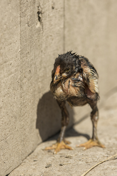 Poor Chick Turkey - Photo, Image