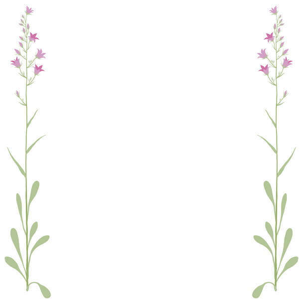 Flower campanula - Vector, afbeelding