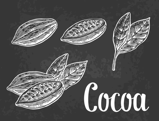 Leaves and fruits of cocoa beans. Vector vintage engraved illustration.  - Вектор,изображение