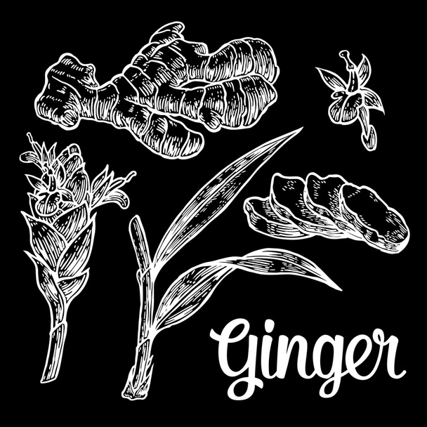 Ginger. Root, root cutting, leaves, flower buds, stems. Vintage retro vector illustration for herbs and spices set. - Vettoriali, immagini