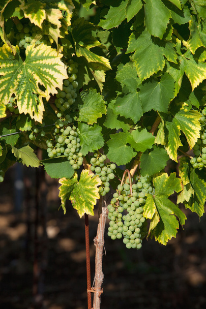 вино винограду
 - Фото, зображення