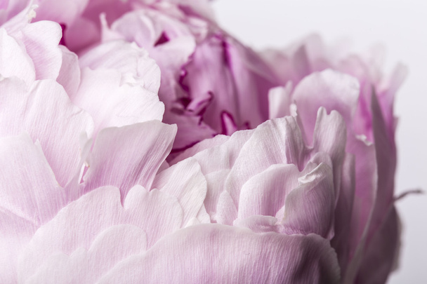 Flores de peonía de pétalos rosados lisos se cierran sobre un fondo blanco
 - Foto, imagen