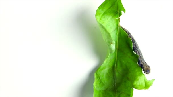 Cankerworm indeksowania dół liść na białym tle - Materiał filmowy, wideo