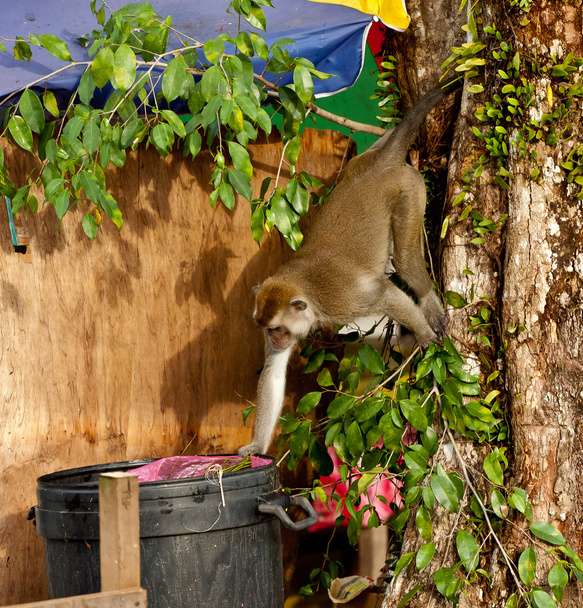 Mono de vida silvestre comiendo alimentos de bolsa de plástico cerrada a la basura, Brunei
 - Foto, Imagen