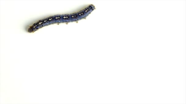 Cankerworm caminando a través de un fondo blanco
 - Imágenes, Vídeo