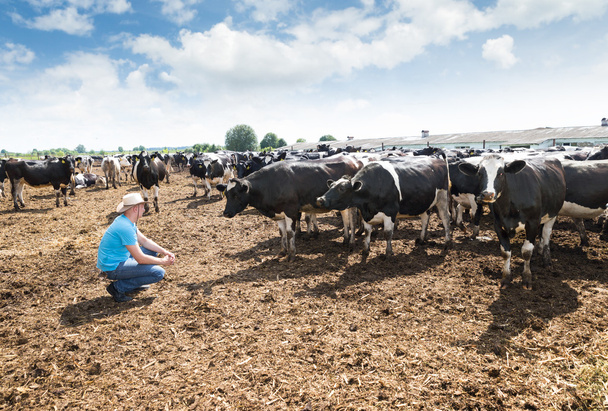 фермер, работающий на ферме с молочными коровами
 - Фото, изображение