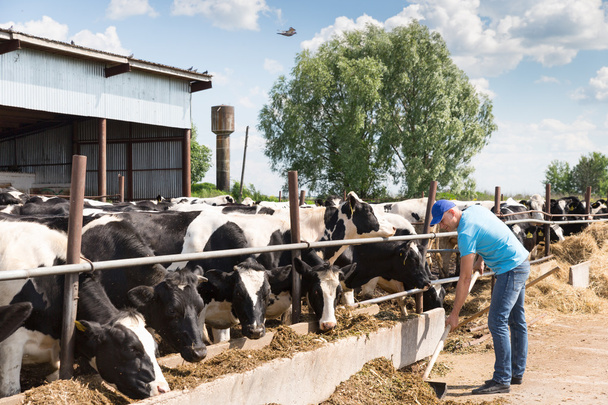 tejelő tehenek a gazdaságban dolgozó férfi farmer - Fotó, kép