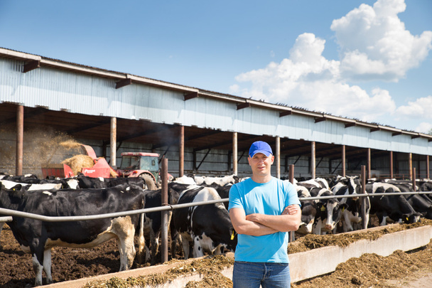αγρότης άνθρωπος που εργάζεται στο αγρόκτημα με αγελάδες γαλακτοπαραγωγής - Φωτογραφία, εικόνα
