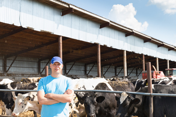 чоловік фермер, що працює на фермі з молочними коровами
 - Фото, зображення