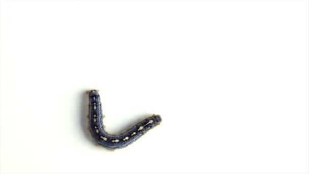 Cankerworm che cammina verticalmente attraverso uno sfondo bianco
 - Filmati, video