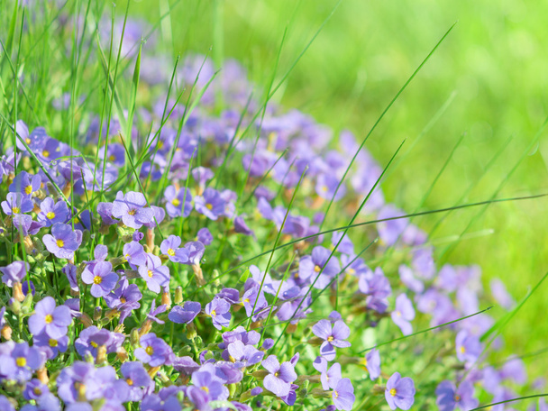 kleine blaue Feldblumen auf sonnenbeschienenen Almwiesen - Foto, Bild