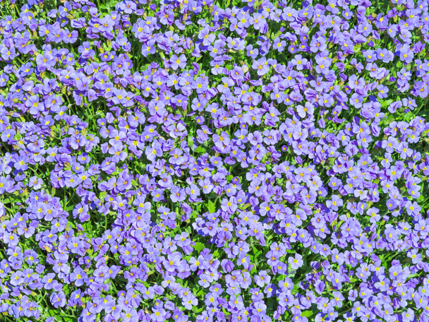 Aubrieta kleine blauwe zomer bloemen achtergrond - Foto, afbeelding