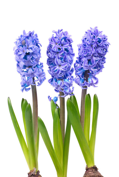 μπλε hyacinthes - Φωτογραφία, εικόνα