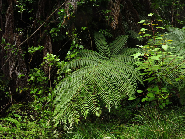 Fern growing in New Zealand - Photo, Image
