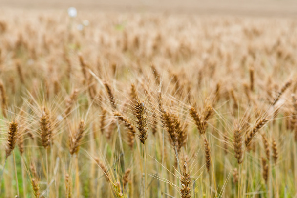 Barley field in Sapporo Japan - Photo, Image