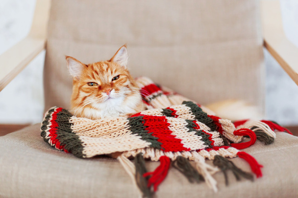 Cute ginger cat sleeps in striped knitted scarf.  - 写真・画像