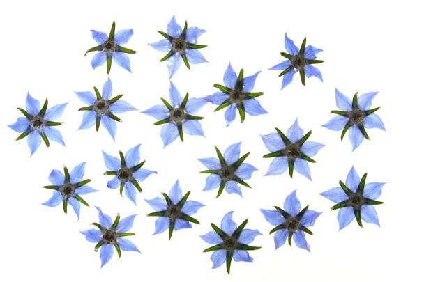 Квіти огірочника
 - Фото, зображення