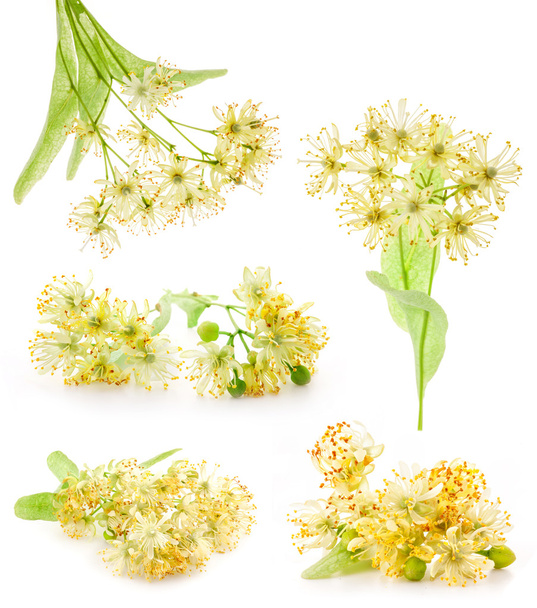 Collections de fleurs de tilleul
 - Photo, image