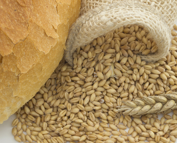 Wheat - Photo, Image