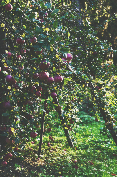 Apple tree garden - 写真・画像