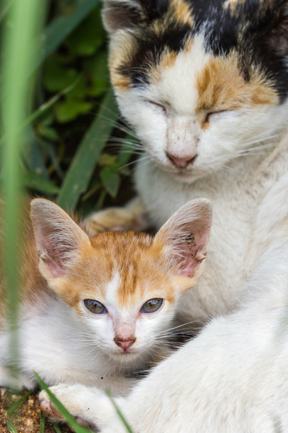 Pequeno gato e mãe no fundo da natureza
 - Foto, Imagem