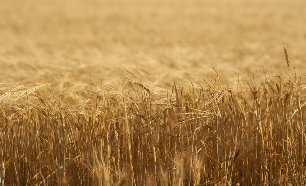 Поле зерновых
 - Фото, изображение