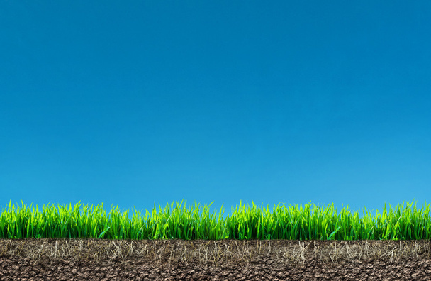 трава с корнями и почвой
  - Фото, изображение