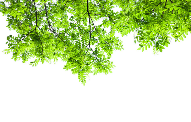 grüne Blätter isoliert - Foto, Bild