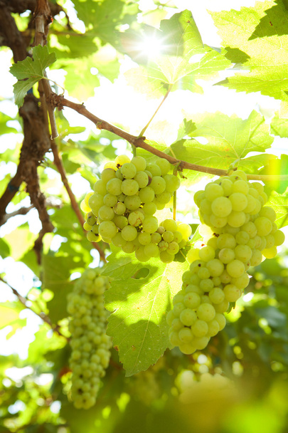 vue rapprochée du beau raisin blanc frais dans la nature
 - Photo, image