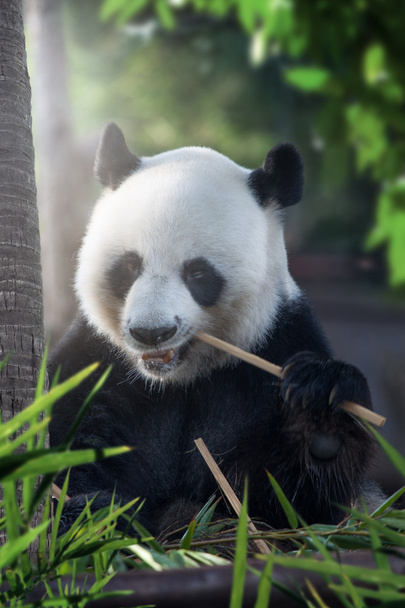 portrait of nice panda bear eating in summer environment - Photo, Image