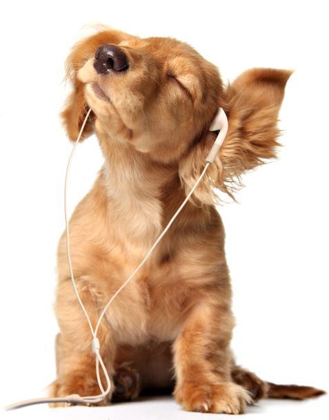Musical puppy - Photo, Image