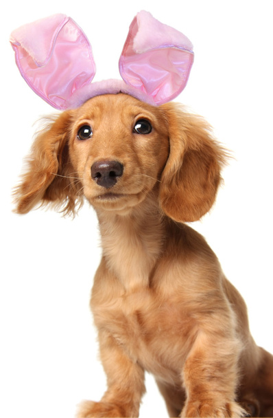 Easter bunny dachshund - Photo, Image