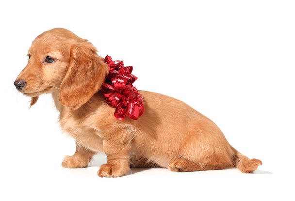 クリスマスの子犬 - 写真・画像