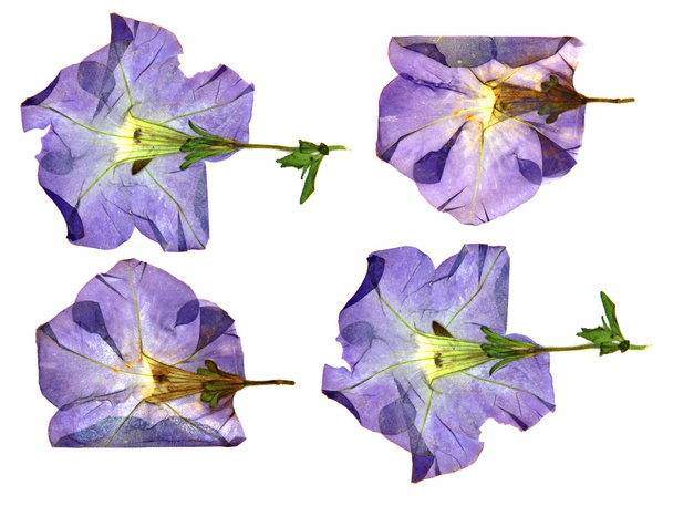 dried fall burgundy flower viola isolated elements, white, backg - Photo, Image