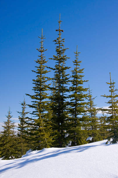 冬の常緑樹 - 写真・画像