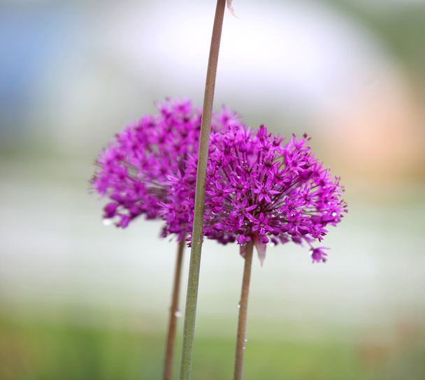 Allium flower - Photo, Image