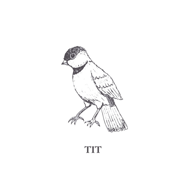 Vector tit, hand draw bird - Vector, Image