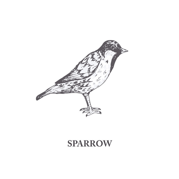 Vector sparrow, hand draw bird - ベクター画像