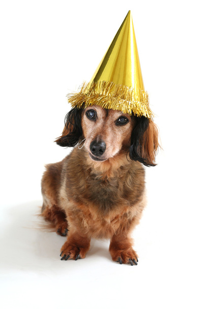 születésnapi kutya - Fotó, kép