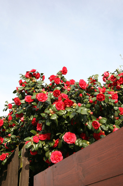 Rosa roja vibrante
 - Foto, Imagen