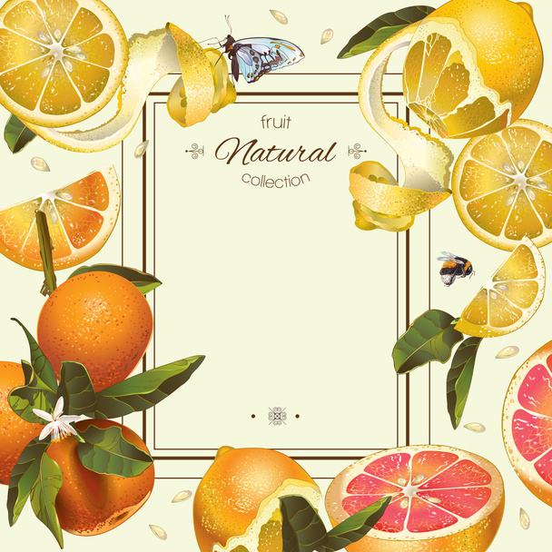 Vintage citrus frame - Vecteur, image