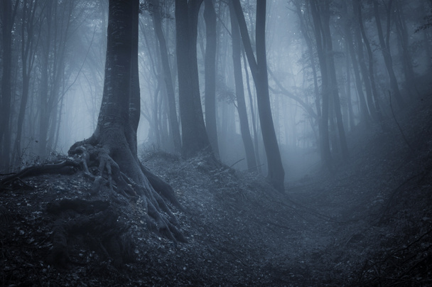 Nuit dans une forêt sombre avec brouillard et arbres noirs
 - Photo, image
