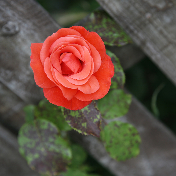 Яркая красная роза
 - Фото, изображение