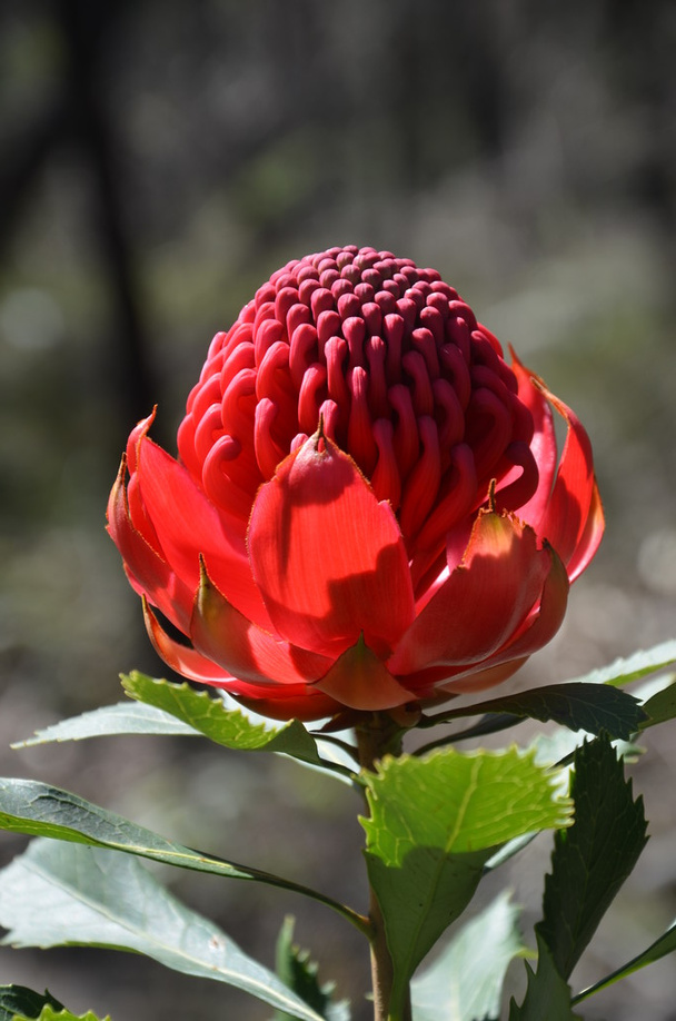 Cabeza de flor roja y magenta de una Waratah australiana
 - Foto, Imagen