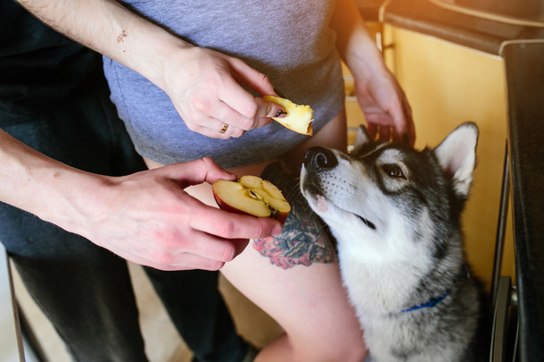 Cão à espera de comida - Foto, Imagem
